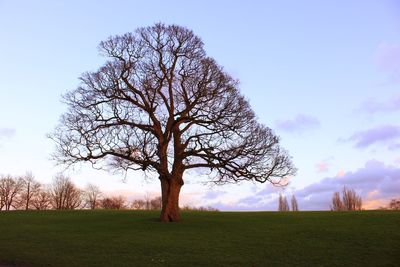 Bare tree on field against sky