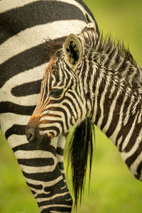 Close-up of plains zebra foal beside mother