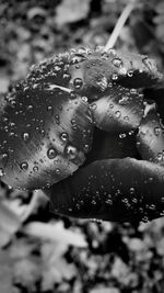 Close-up of water drops on leaf