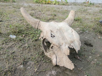 High angle view of animal skull on field