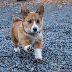 High angle portrait of dog sitting on land