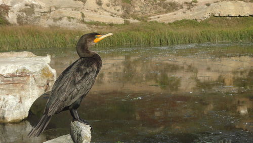 Bird perching on rock by lake