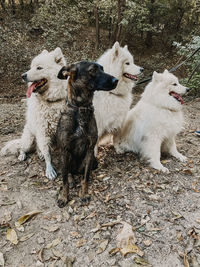 View of dogs on street