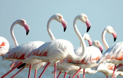 A flock of greater flamingo 