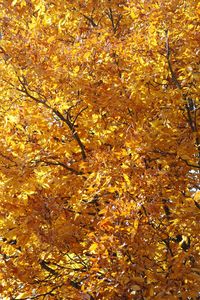 Low angle view of tree