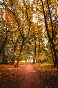 Trees in park during autumn