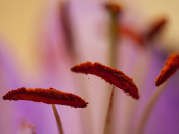 Close-up of red flowering plant