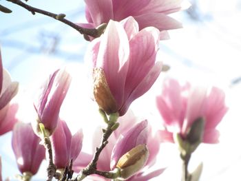 Close-up of pink flowers