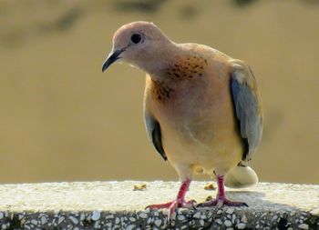 Close-up of sparrow perching on wall