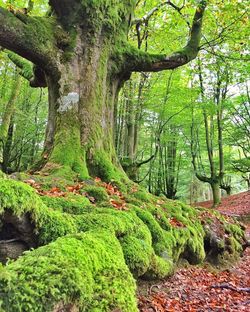 Trees in forest