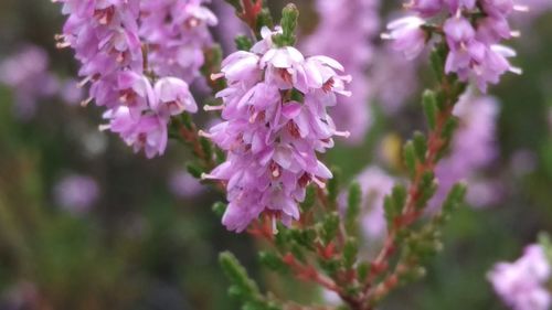 Close-up of pink cherry blossom