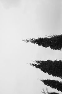 Low angle view of silhouette tree against clear sky