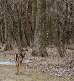 Deer in forest