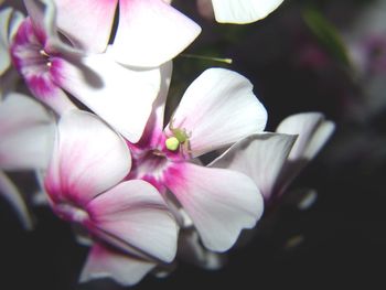 Close-up of pink flowers blooming outdoors