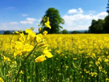 Yellow flowers growing in field