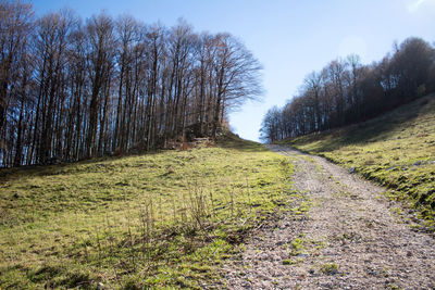 Dirt road along plants and trees