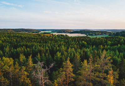 Scenic view of forest against sky