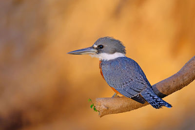 Close-up of bird perching on a branch