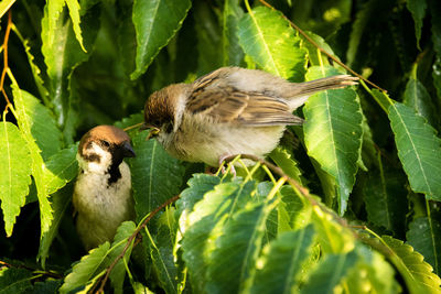 Close-up of bird perching on plant