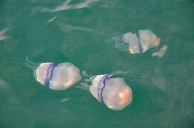 High angle view of jellyfish swimming in sea