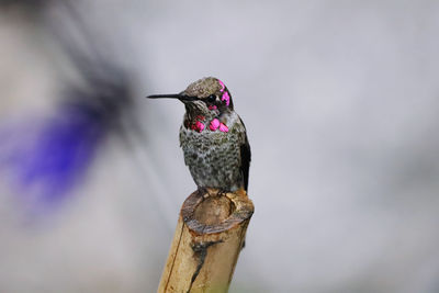 Close-up of bird perching on wooden post