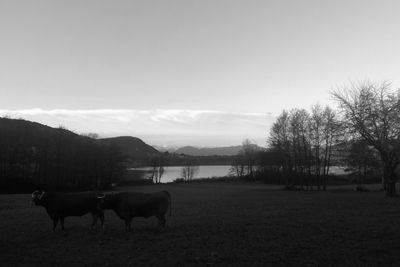 Horses on landscape against sky