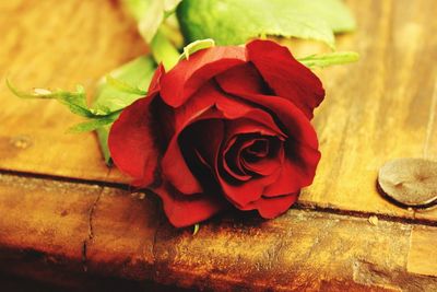 Close-up of red rose