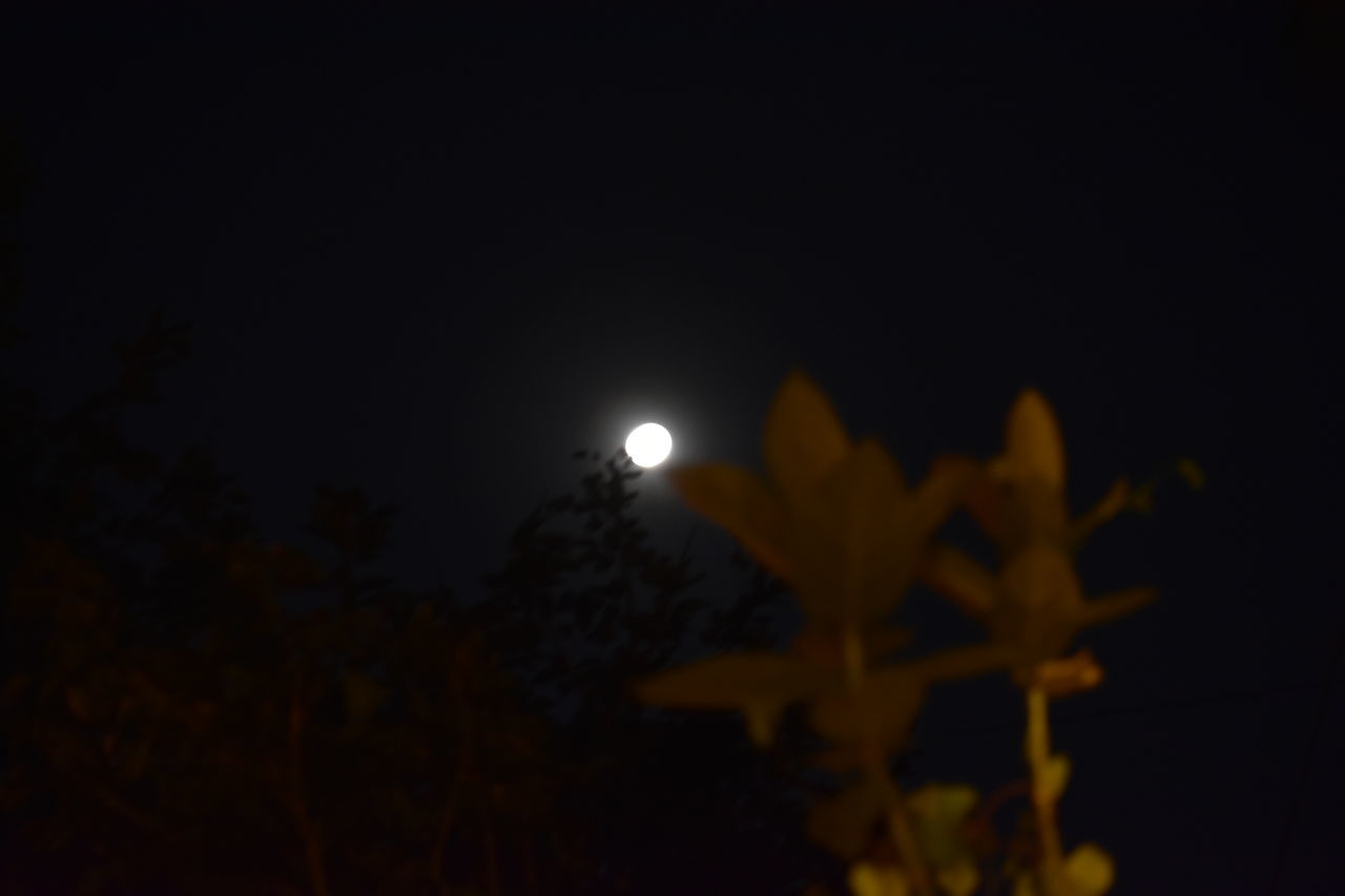 night, moon, full moon, sky, no people, nature, plant, light, illuminated, darkness, astronomical object, beauty in nature, dark, tree, moonlight, copy space, space, astronomy, outdoors, yellow, tranquility