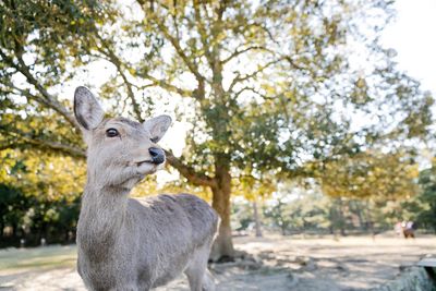 Portrait of a horse on field