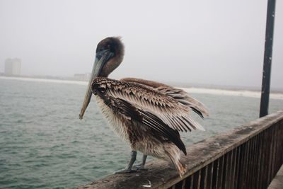 Bird perching on wooden post by sea against clear sky