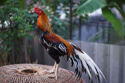 Gamecock stands on a coop with many beautiful colors.