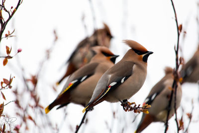 Close-up of bird perching on branch