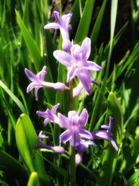 Close-up of purple flowers blooming outdoors