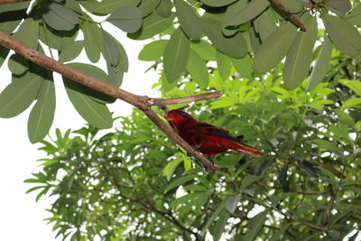 Low angle view of bird perching on tree