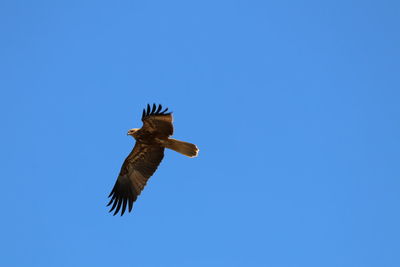 Low angle view of eagle flying in sky