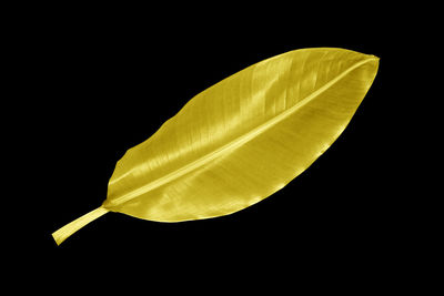 Close-up of feather against black background