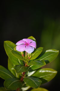 Close-up of purple flowering plant