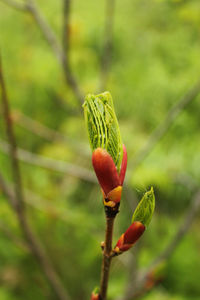 Close-up of red flower bud growing on land