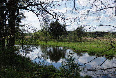 Reflection of trees in lake