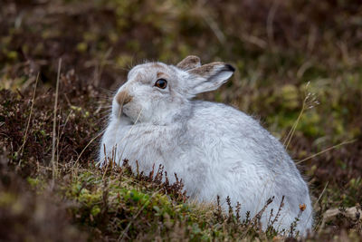 A mountain hare up close