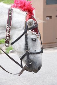 Close-up of a horse