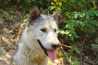 Close-up of a dog looking away