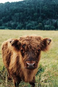 Cow looking away on field