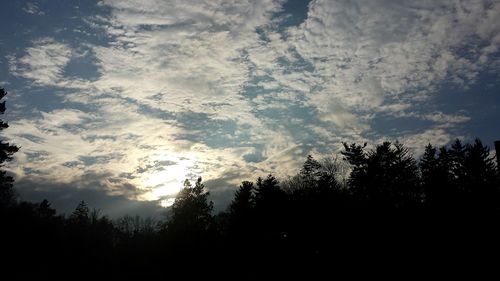 Low angle view of trees against sky