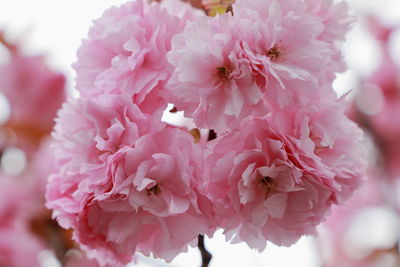 Close-up of pink cherry blossom