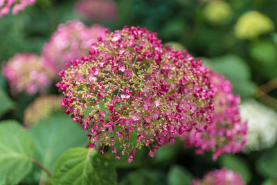 Close-up of pink flowers blooming outdoors