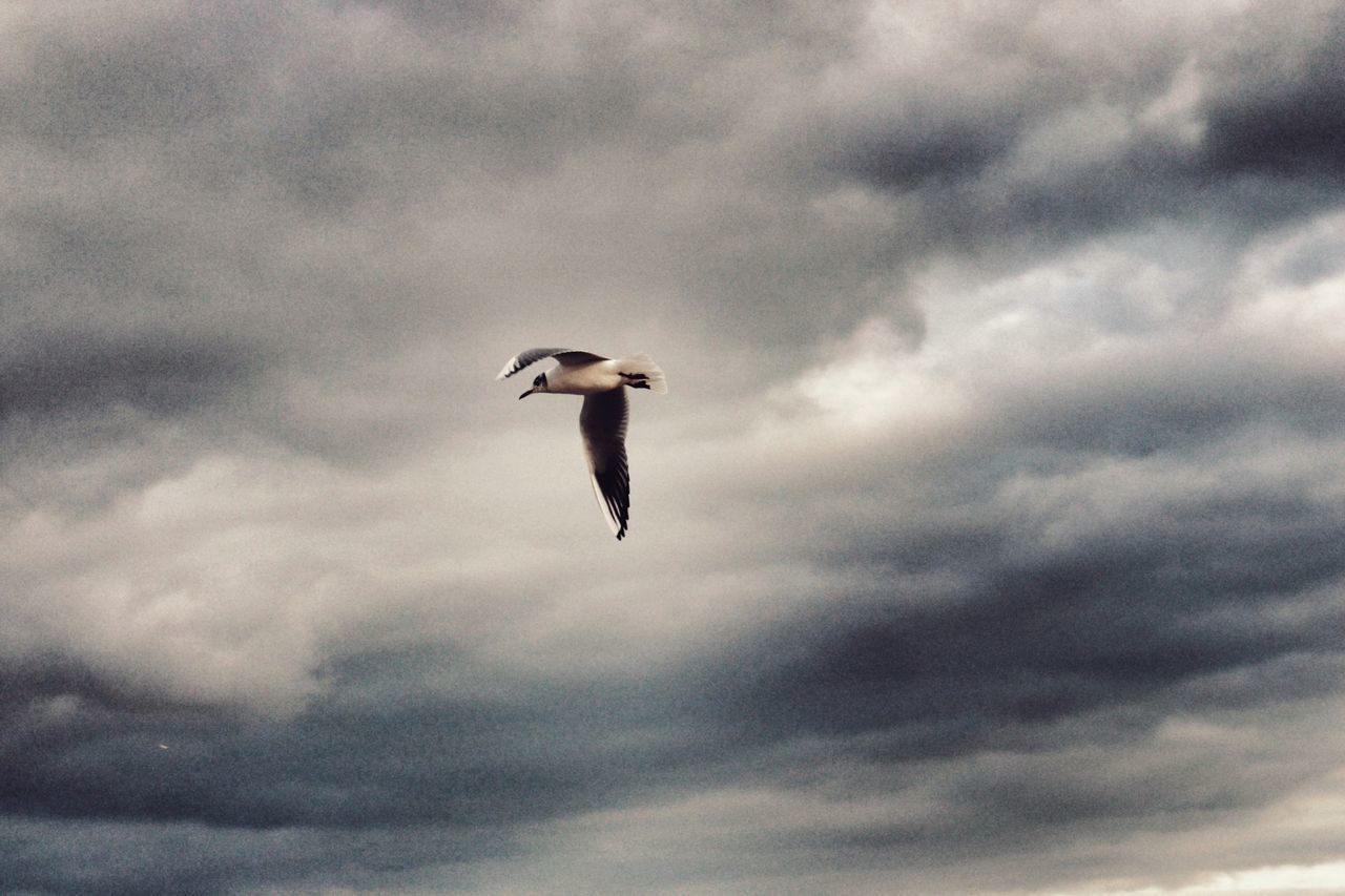 cloud - sky, bird, sky, animal wildlife, animal themes, animals in the wild, vertebrate, flying, animal, one animal, low angle view, mid-air, spread wings, nature, no people, motion, beauty in nature, overcast, seagull, outdoors, flight