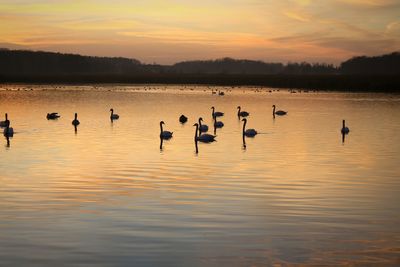 Bird flying over calm lake at sunset