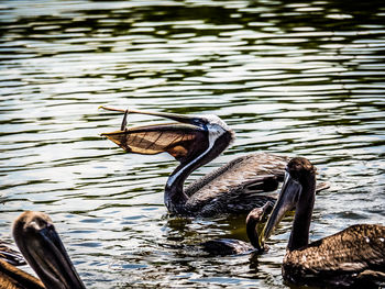 Duck swimming in lake