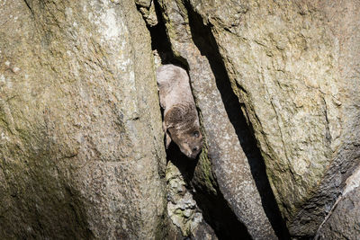 Low angle view of cape hyrax amidst rocks